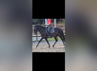 Mare 5 years