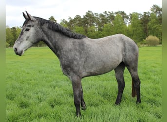 Mare 4 years