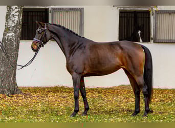 Hannoveriano, Yegua, 4 años, 165 cm, Castaño oscuro, in Burgdorf