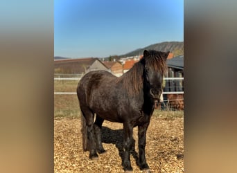 Icelandic Horse, Mare, 3 years, 13.1 hh, Black, in Wolfhagen,