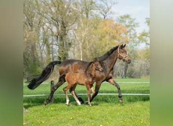 Stallion 2 years