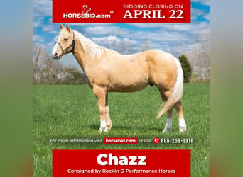 Quarter horse américain, Hongre, 8 Ans, 142 cm, Palomino, in Middletown, OH,
