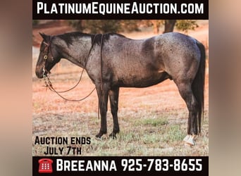 American Quarter Horse, Wallach, 11 Jahre, 150 cm, Roan-Blue, in Valley Springs CA,