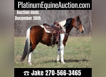 Tennessee walking horse, Hongre, 10 Ans, 147 cm, Tobiano-toutes couleurs, in Jamestown KY,