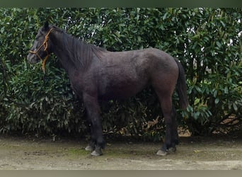 Other Breeds, Mare, 4 years, 14.2 hh, Gray-Dark-Tan, in Lathen,