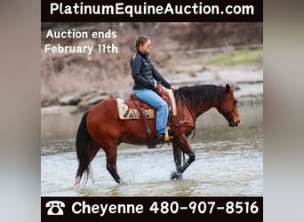 Quarter horse américain, Hongre, 11 Ans, 147 cm, Bai cerise, in Stephenville TX,