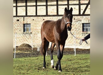 Gelding 2 years