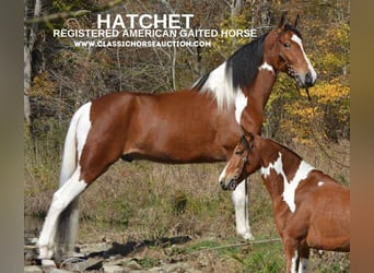 Tennessee walking horse, Hongre, 4 Ans, 152 cm, Bai cerise, in Hustonville, KY,