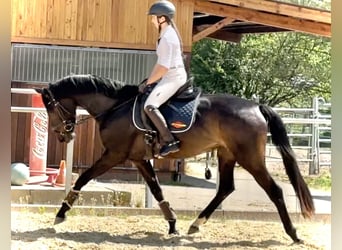Hannoveraner, Stute, 5 Jahre, 165 cm, Schwarzbrauner, in Dransfeld