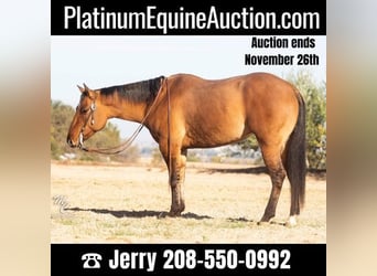 American Quarter Horse, Gelding, 6 years, Buckskin, in Caldwell, ID,