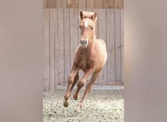 Icelandic Horse, Stallion, 1 year, in Melle,