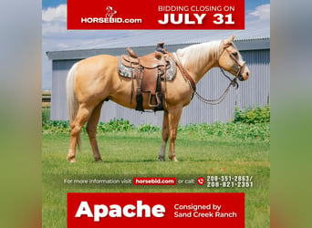 American Quarter Horse, Wallach, 9 Jahre, 157 cm, Palomino, in Saint Anthony, ID,
