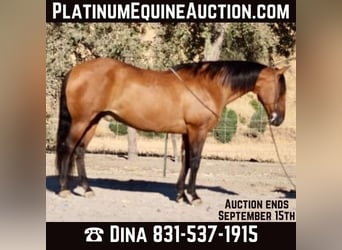 American Quarter Horse, Gelding, 12 years, 15 hh, Buckskin, in Paicines CA