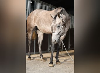 American Quarter Horse, Ruin, 3 Jaar, 147 cm, Appelschimmel, in Geilenkirchen
