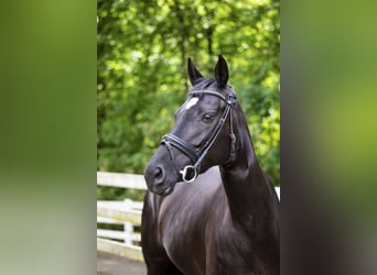 Hanoverian, Mare, 5 years, 16.1 hh, Black, in Unna