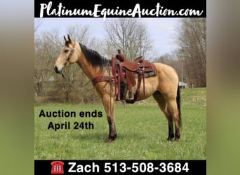 American Quarter Horse, Ruin, 10 Jaar, 157 cm, Buckskin, in Salyersville KY,