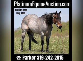 American Quarter Horse, Klacz, 13 lat, 152 cm, Karodereszowata, in Somerset KY,