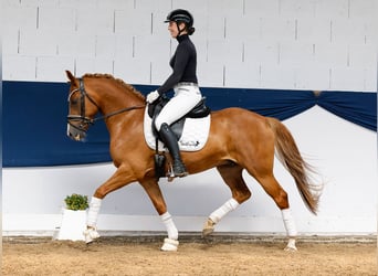 Pony tedesco, Castrone, 6 Anni, 144 cm, Sauro, in Marsberg