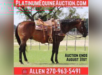 American Quarter Horse, Gelding, 13 years, 15 hh, Bay, in Lipan TX