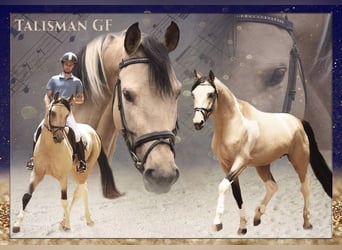 German Riding Horse, Stallion, Tobiano-all-colors, in Beaumont pied-de-boeuf,