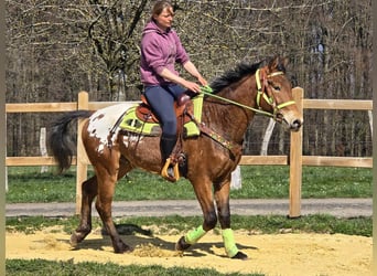 Knabstrupper Mix, Ruin, 5 Jaar, 157 cm, Appaloosa, in Linkenbach,