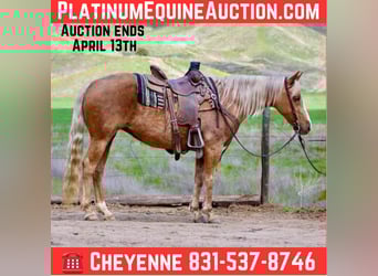 American Quarter Horse, Gelding, 12 years, 14,1 hh, Palomino, in Bittewater CA
