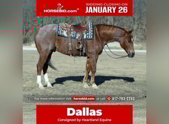 American Quarter Horse, Castrone, 7 Anni, Roano rosso, in Mount Vernon