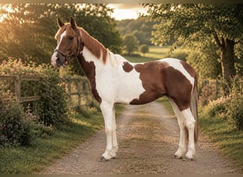Weitere Ponys/Kleinpferde, Wallach, 4 Jahre, 155 cm, Schecke, in Pelmberg