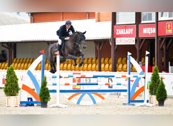 Oldenburg-International (OS), Gelding, 5 years, 16,3 hh, Smoky-Black, in Dąbrowa Wielka,