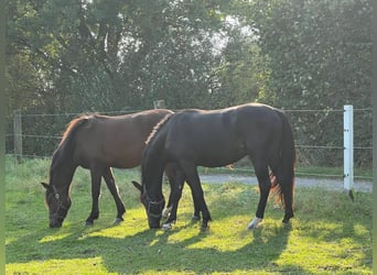 New Forest, Castrone, 3 Anni, in D&#xFC;lmen,