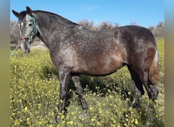 PRE, Merrie, 7 Jaar, 171 cm, Schimmel, in Estepa,