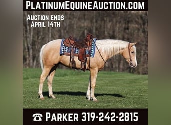 Quarter horse américain, Hongre, 4 Ans, 152 cm, Palomino, in SOMERSET, KY,