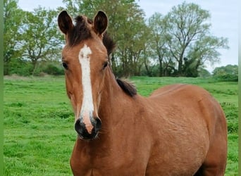 Deutsches Reitpony, Hengst, 1 Jahr, Buckskin, in Friesack