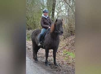 Icelandic Horse, Mare, 9 years, 13.2 hh, Brown, in Blunk,