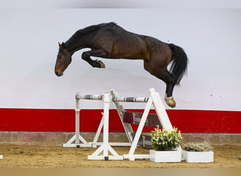 KWPN, Stallion, 4 years, 16 hh, Brown, in Waddinxveen,