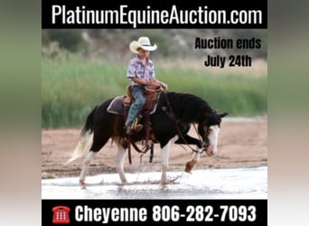 Quarter Pony, Wallach, 14 Jahre, 127 cm, Rappe, in Canyon TX,