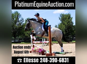 Other Warmbloods, Mare, 5 years, 16.2 hh, Roan-Blue, in HIghland MI,