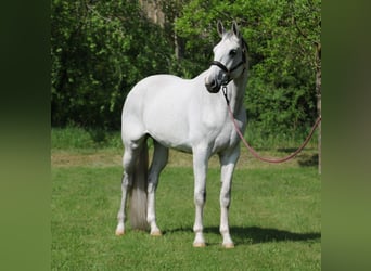 Oldenburg, Gelding, 10 years, 16,3 hh, Gray, in Alsóörs,