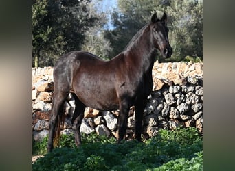 Menorquiner, Stute, 19 Jahre, 160 cm, Rappe, in Menorca