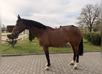 Cheval de sport allemand, Jument, 16 Ans, 168 cm, Bai, in Nordwalde
