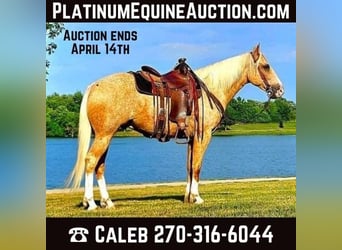 American Quarter Horse, Wallach, 6 Jahre, 152 cm, Palomino, in FORDSVILLE, KY,