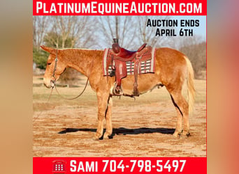 American Quarter Horse, Wallach, 7 Jahre, 150 cm, Palomino, in Brooksville KY,