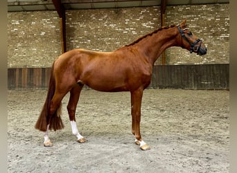 KWPN, Gelding, 3 years, 16,2 hh, Chestnut-Red, in Neuss,