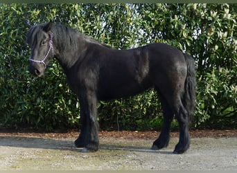 Cob Irlandese / Tinker / Gypsy Vanner, Giumenta, 4 Anni, 138 cm, Morello, in Lathen