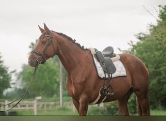 Selle Francais, Hengst, 7 Jahre, 168 cm, Dunkelfuchs, in Sardieu