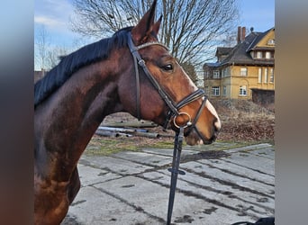 German Sport Horse, Gelding, 4 years, 17 hh, Brown, in Zeulenroda Triebes,
