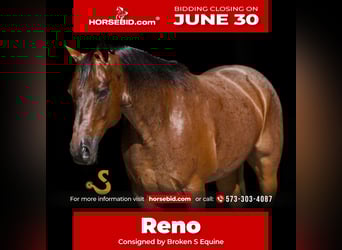 American Quarter Horse, Wallach, 12 Jahre, 152 cm, Roan-Bay, in Bogard, MO