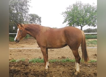 Other Breeds, Mare, 3 years, 16.1 hh, Chestnut-Red, in Cañada Rosal,
