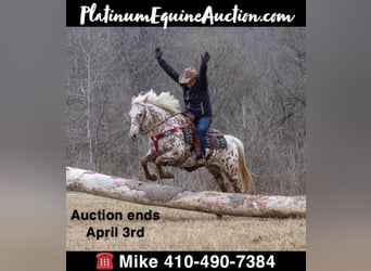 American Quarter Horse, Wallach, 12 Jahre, Brauner, in Mountain Grove MO,