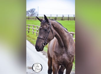 Selle Français, Mare, 6 years, 16.2 hh, Smoky-Black, in saint lo,